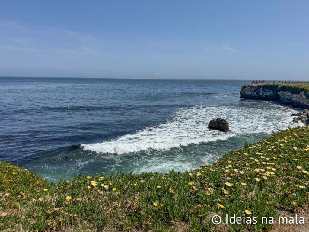 Flores silvestres na West Cliff Drive em Santa Cruz