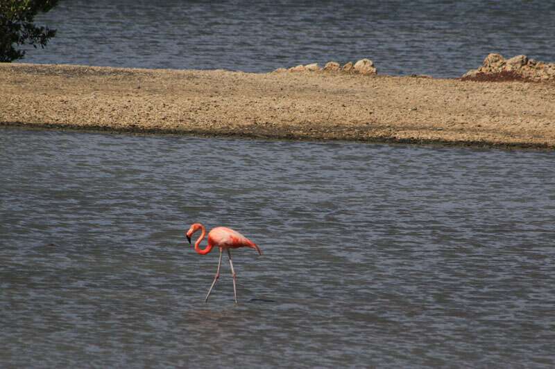Flamingos em Curacao