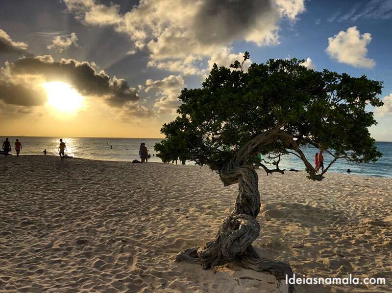 Final de tarde na Eagle Beach com a árvore famosa símbolo de Aruba. Passeio imperdível