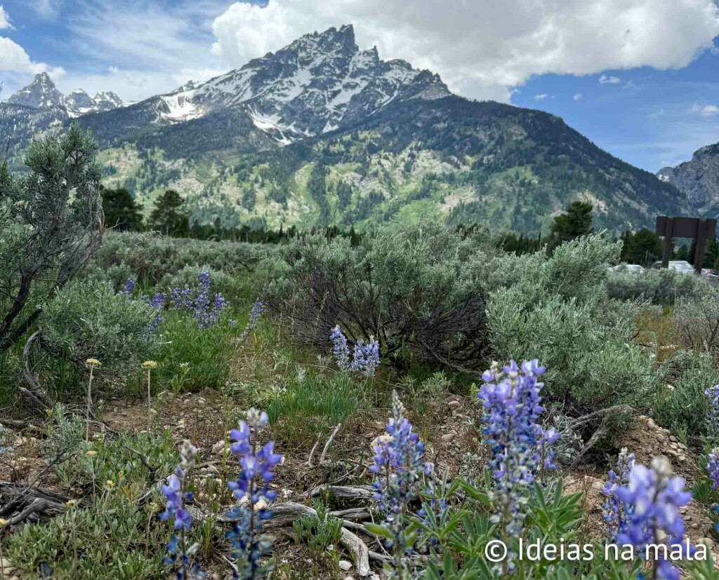 Flores silvers e cam das montanhas do Teton Range