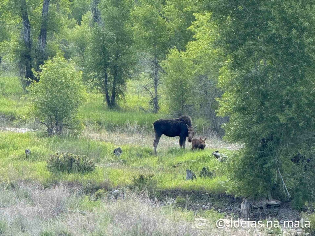 Moose no Grand Teton National Park 