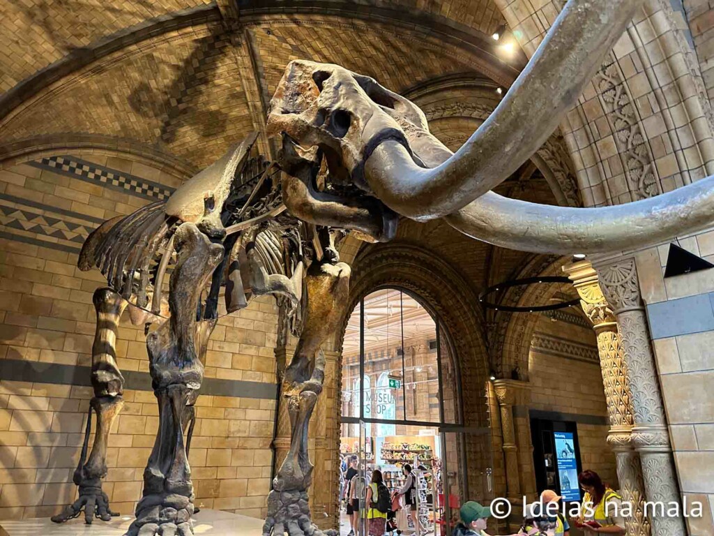 Fóssil de mamute no Museu de história natural de Londres
