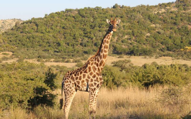Girafa no Pilanesberg Game Reserve