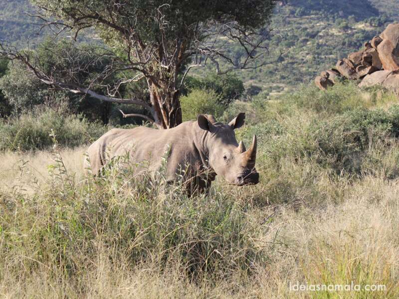 Rinoceronte no Pilanesberg Game Reserve