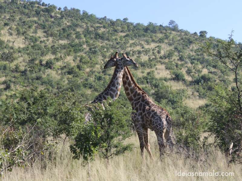 Girafas no safari do Pilanesberg Game Reserve