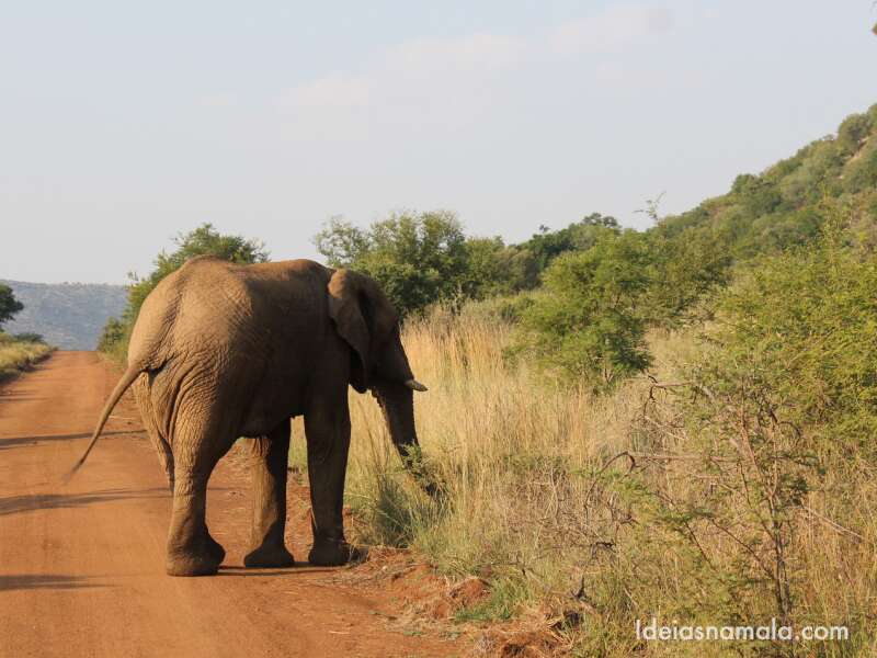 Elefante no safari do Pilanesberg Game Reserve