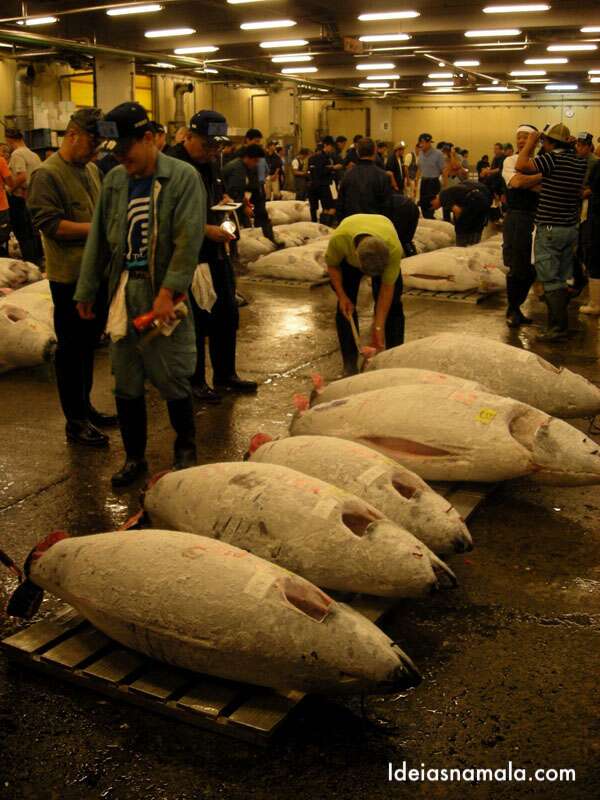 O que fazer em Tokyo: visitar o mercado de peixe e ver o leilão de atum