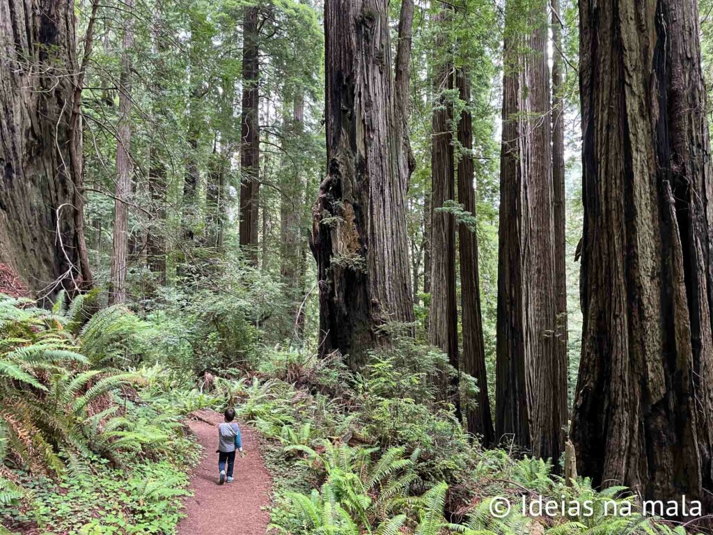 Trilha para a Trillium Falls no Redwoods National Park