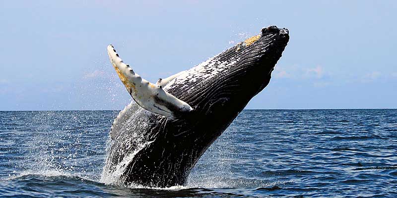 Baleia em Abrolhos