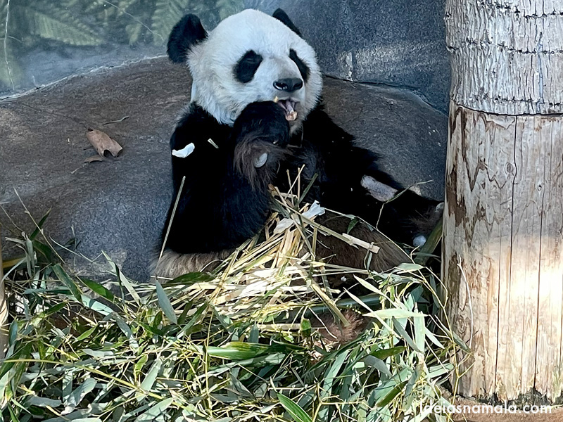 Panda no Zoo de Memphis, bom passeio para quem vai com crianças.