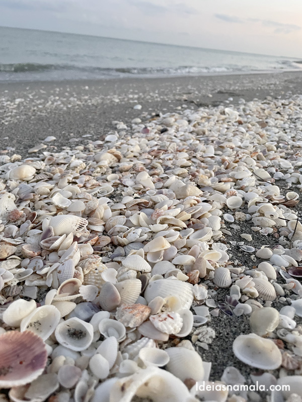 Conchas na praia de Captiva Island