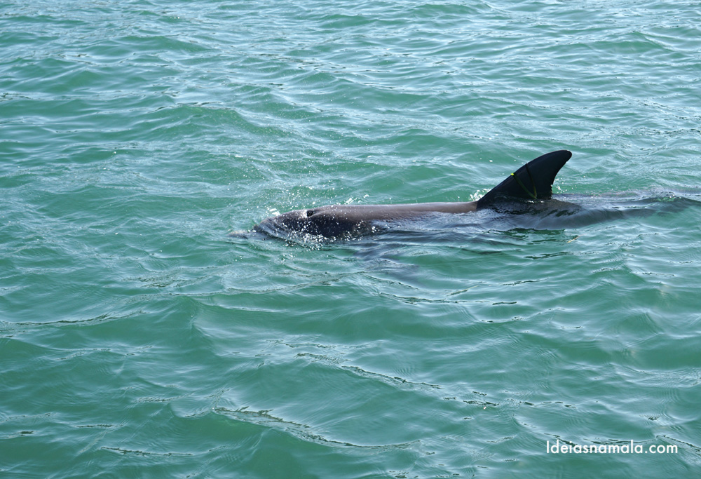 Passeio para ver golfinhos em Anna Maria Island