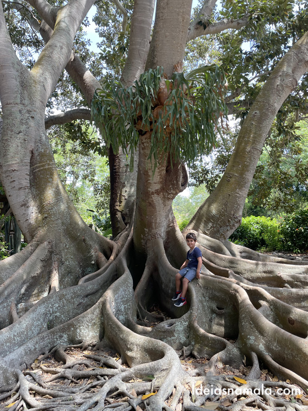 árvore gigante no Mary Selby Botanical Gardens