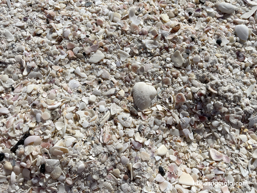 Conchas infinitas na areia da Nokomis Beach