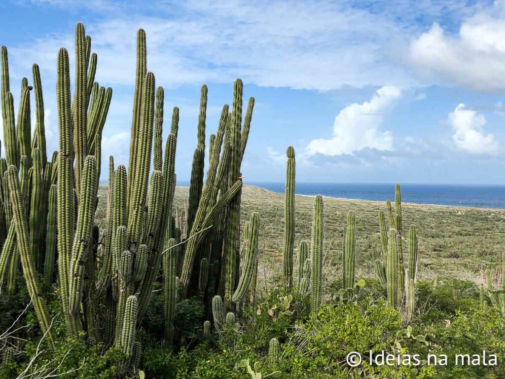 Alto Vista Tank em o que fazer em Aruba