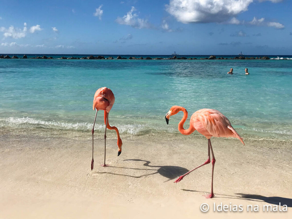 Ilha dos flamingos em Aruba