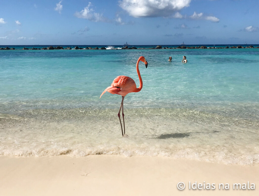 Flamingo na Ilha do Renaissance