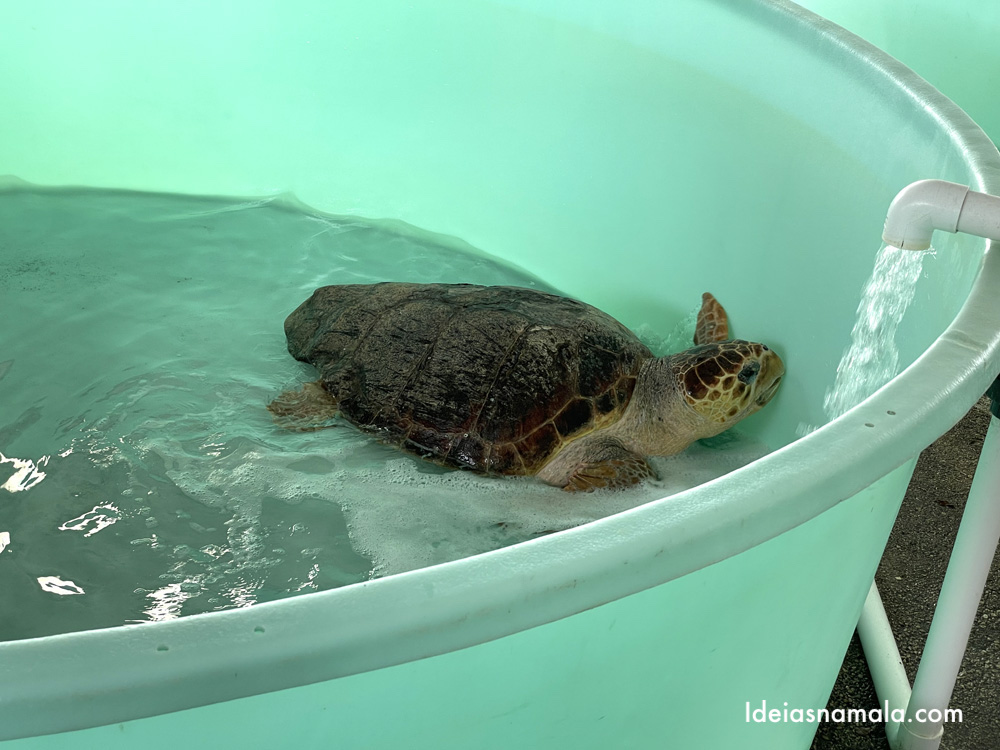 Tartaruga marinha sendo tratada no Loggerhead Marine Life center