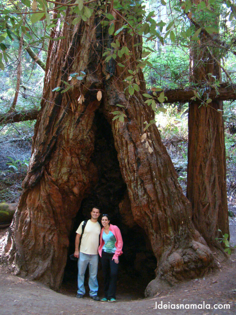 O que fazer no Muir Woods: ver árvores gigantes