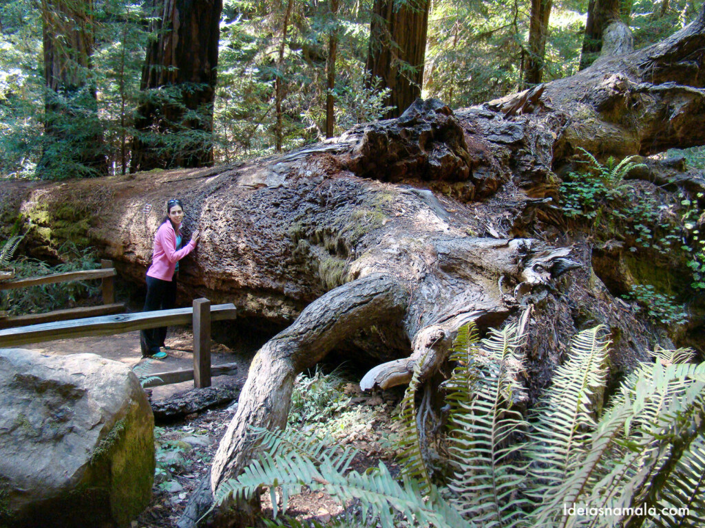 Redwoods gigante caída no Founders Grove - Muir Woods