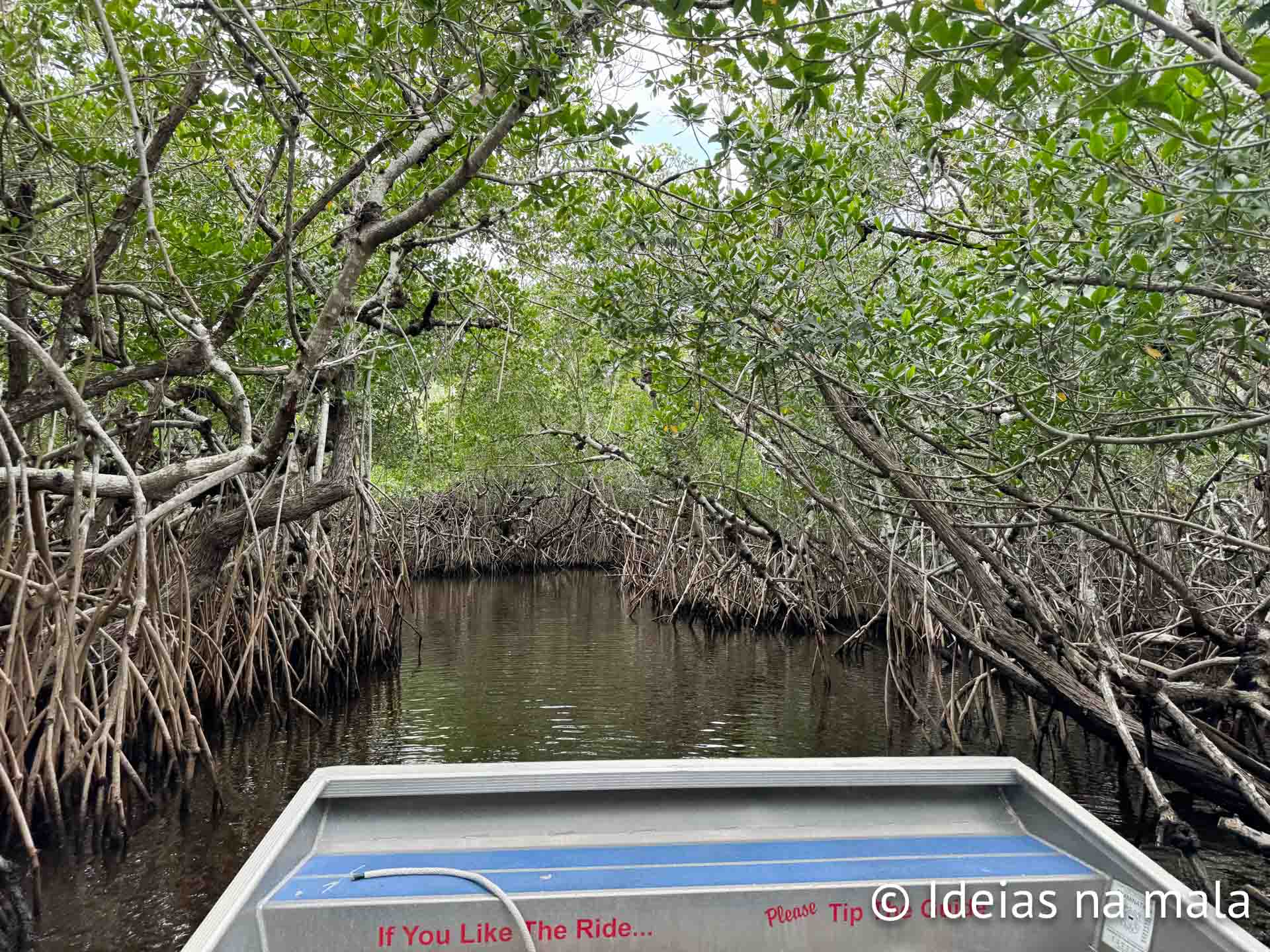 O manguezal de Everglades City é lindíssimo