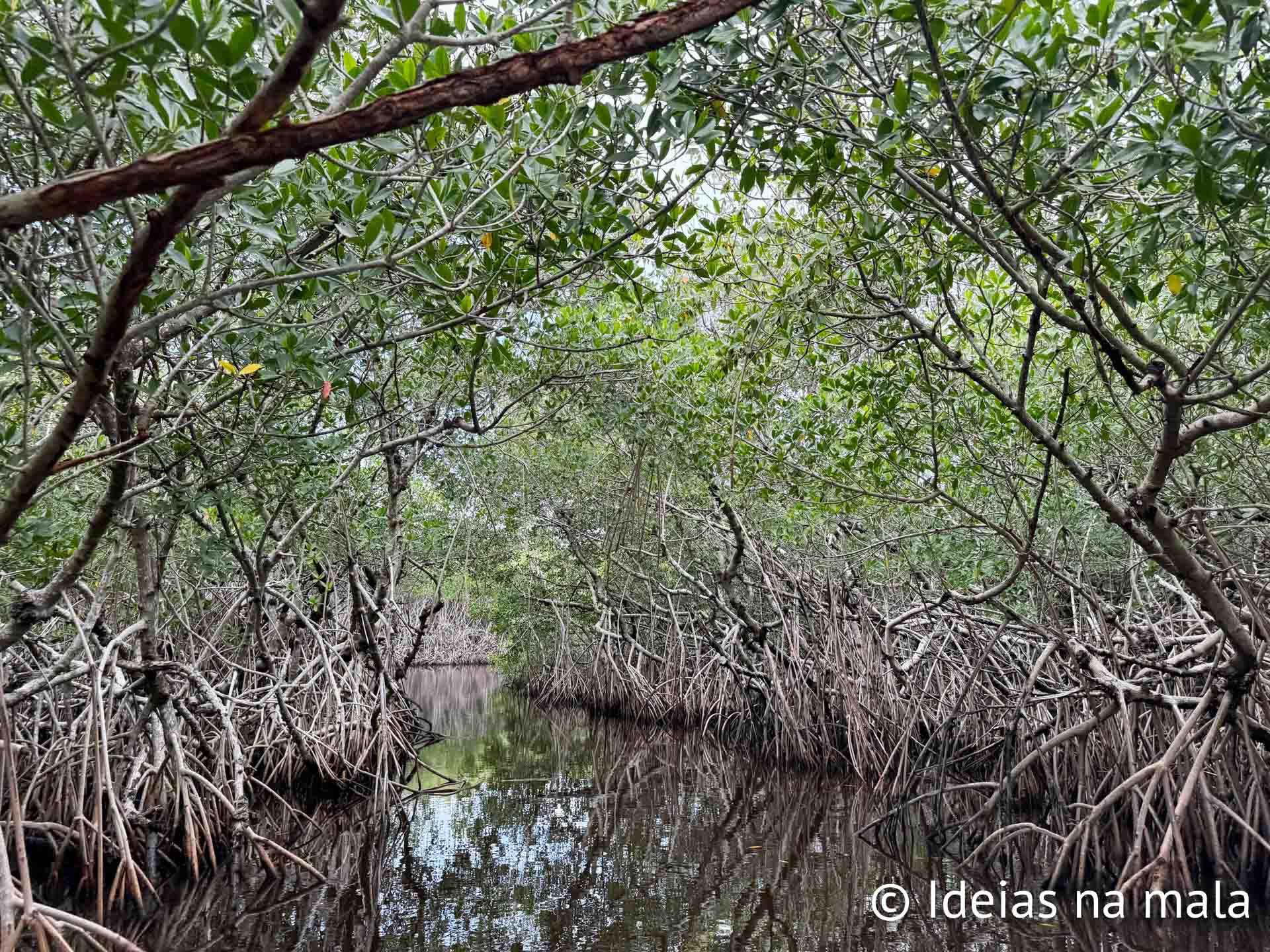 Passeio pelo manguezal em Everglades City