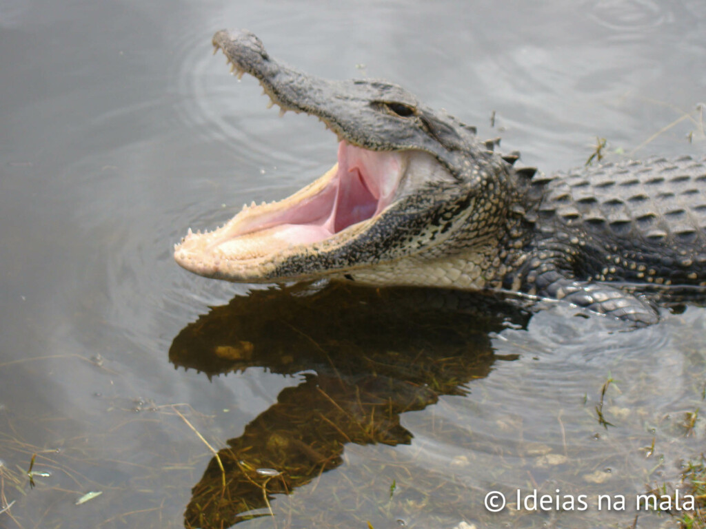 Jacaré de boca aberta no Everglades Safari Park