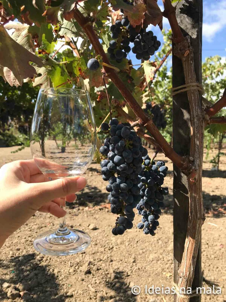 Degustação de vinhos na Frog's Leap