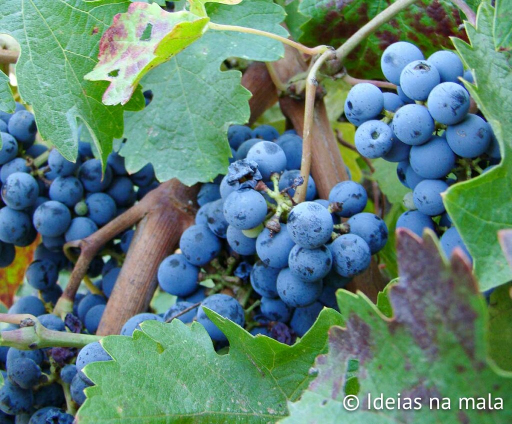 Vinhedos na Hess Collection em Napa Valley