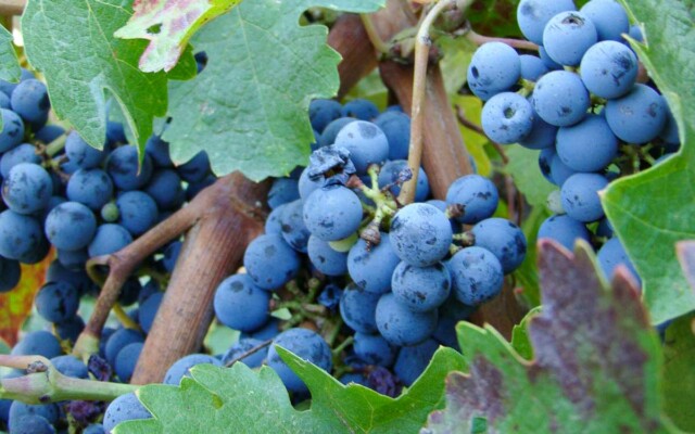 Vinhedos na Hess Collection em Napa Valley