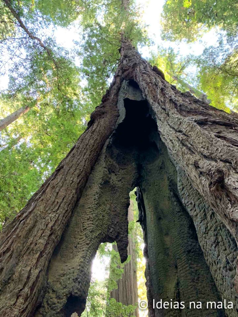 Humboldt Redwoods State Park, a famosa Avenida dos gigantes