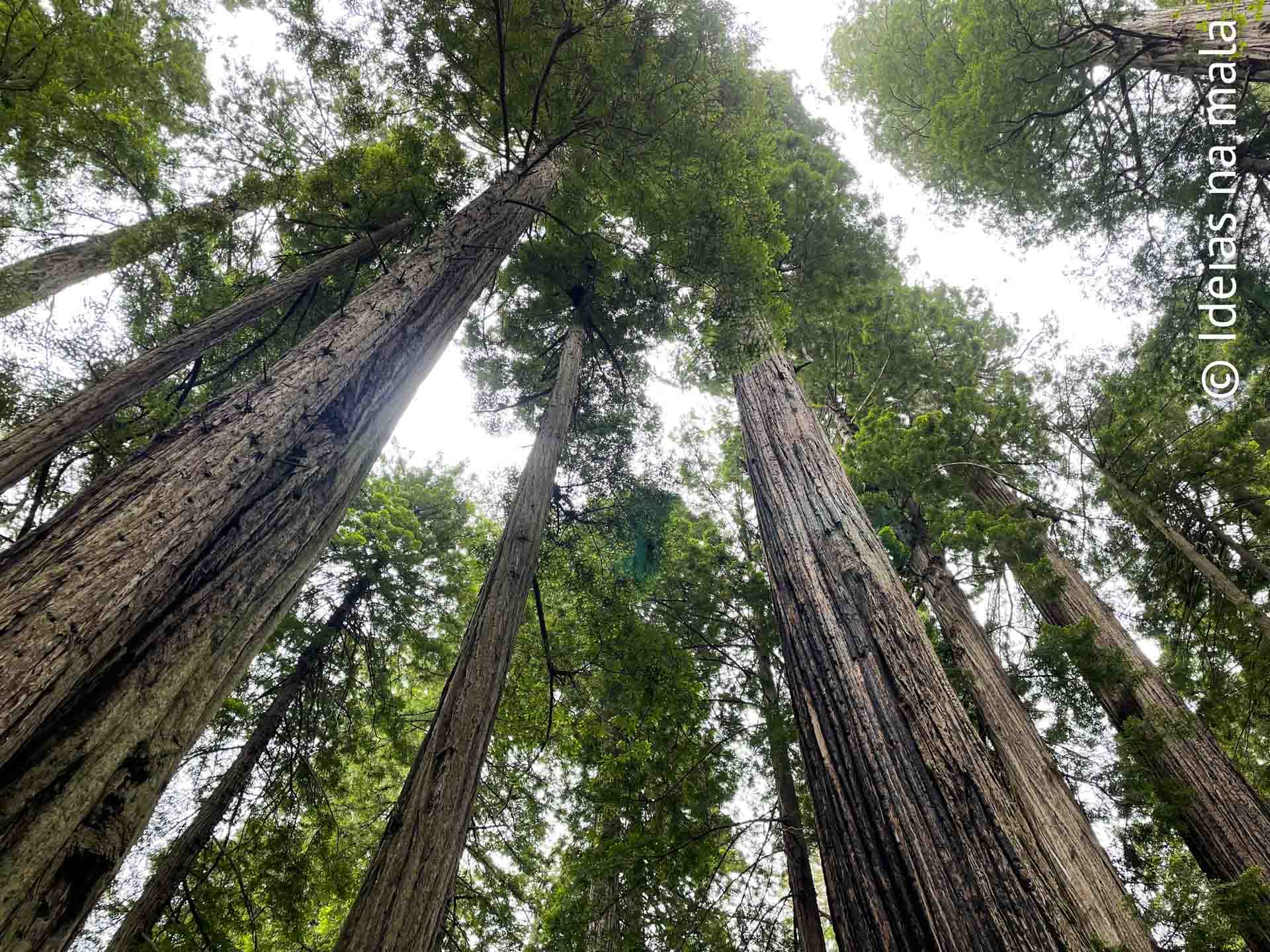 Árvores gigantes no Redwood National Park