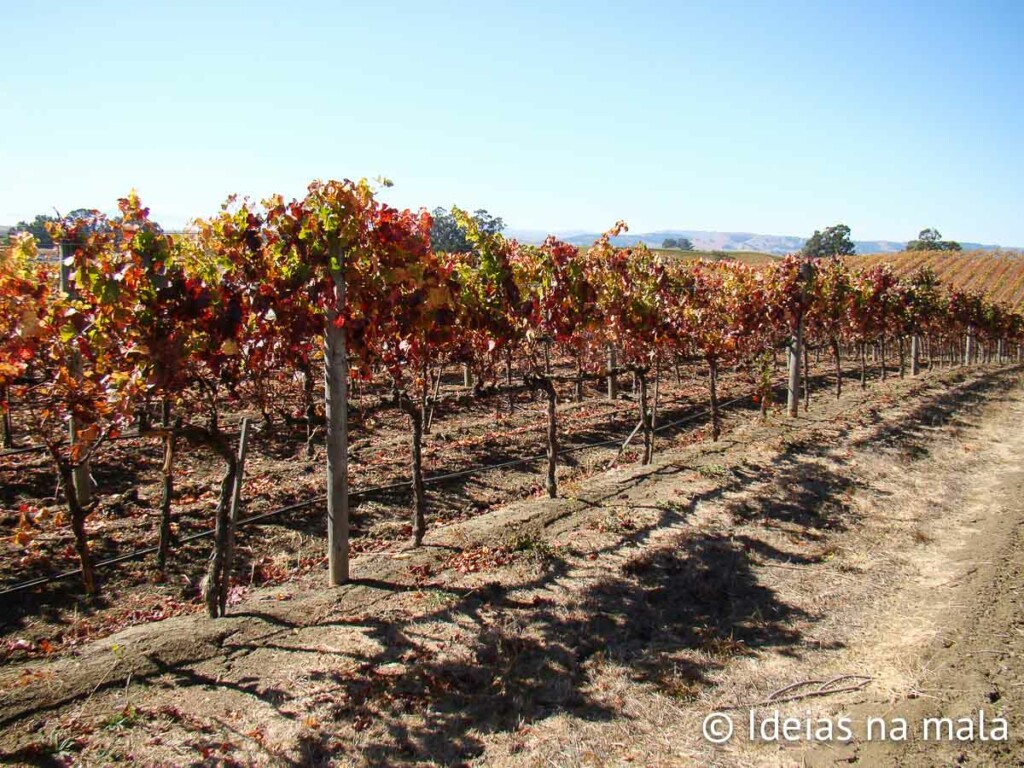 Vinhedos em Napa Valley durante o outono