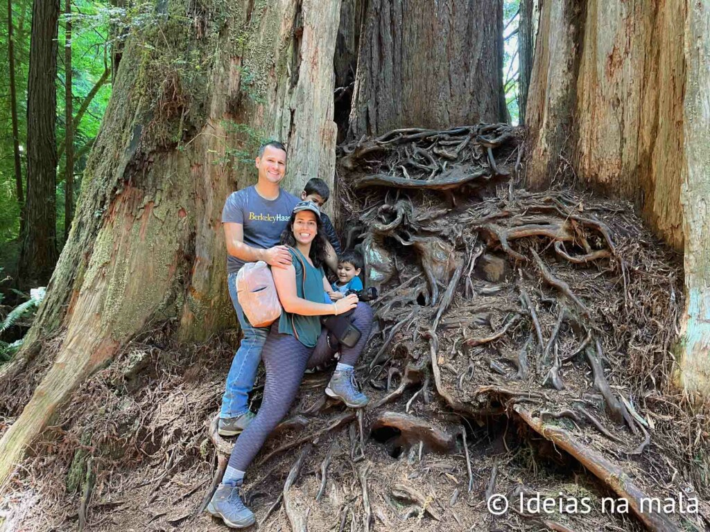 Árvore gigante no Big Tree Wayside - Redwood National Park