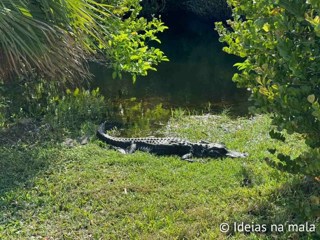 Jacaré no Shark Valley - Everglades National Park