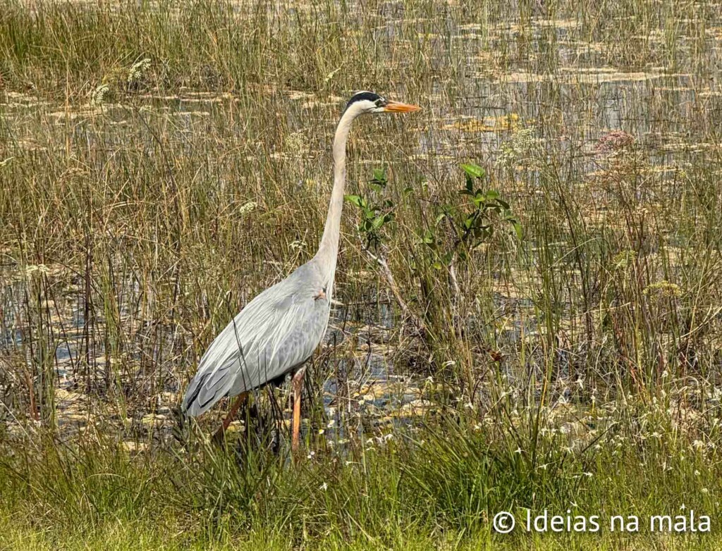 Pássaro no Everglades National Park