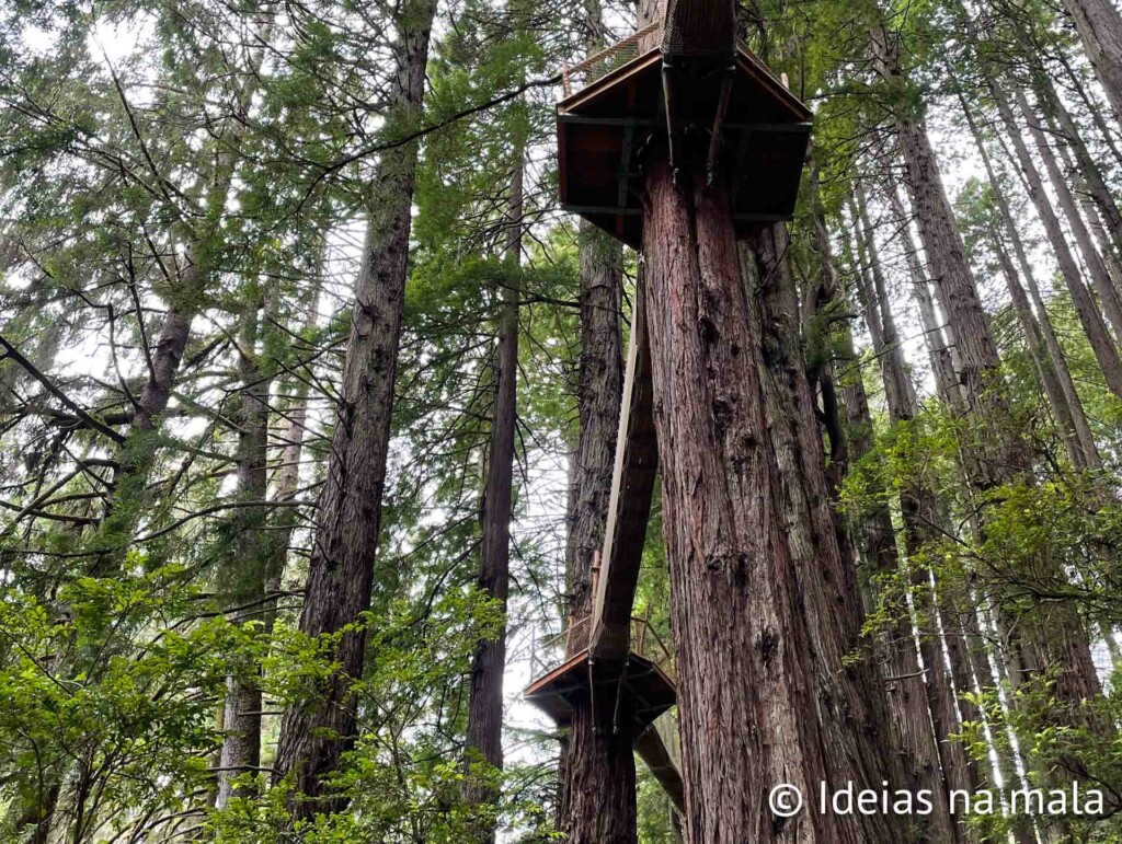 Trees of Mistery: uma forma de ver a floresta de Redwoods do alto