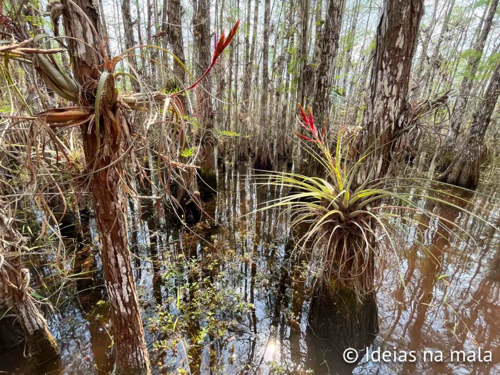 Bromélias e plantas aéreas no Everglades National Park