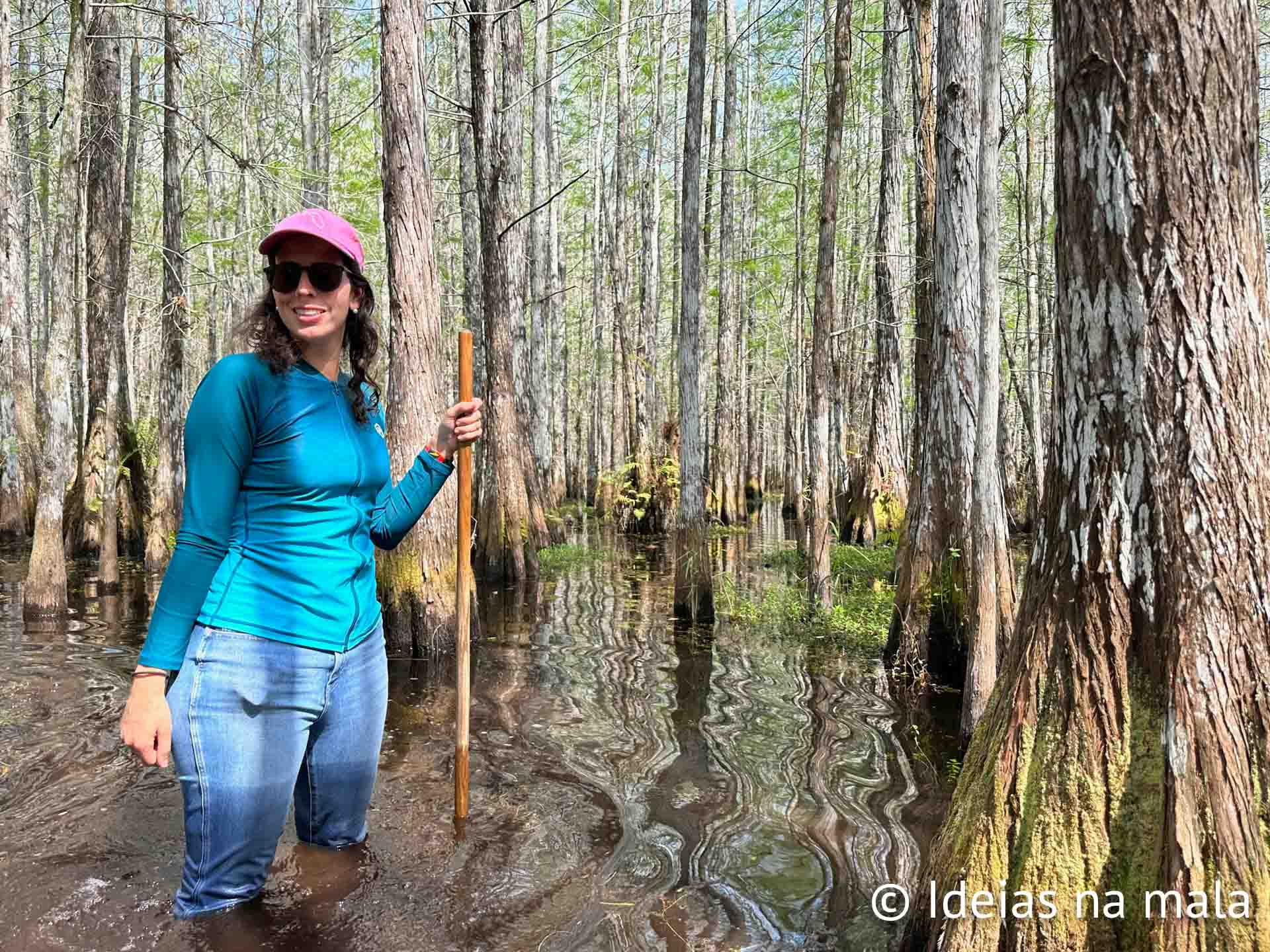Wet Walk: a chance de ver os ciprestes alagados do Everglades