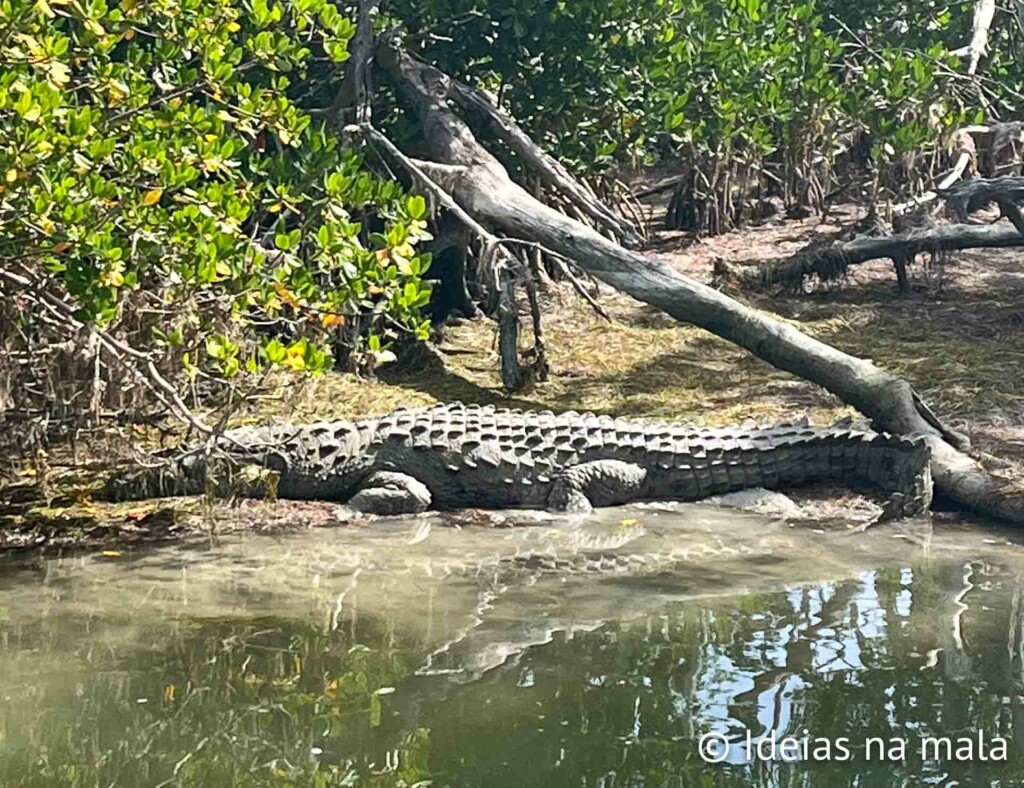 Crocodilo no Everglades National Park