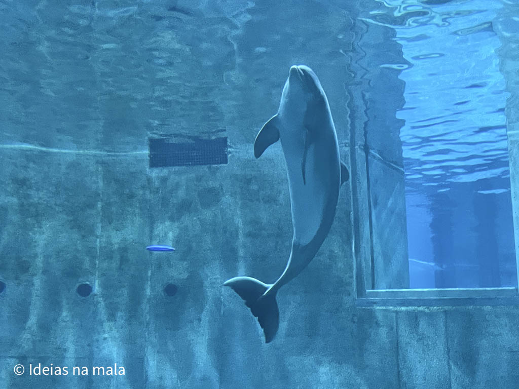 Golfinho nadando no aquário de Clearwater