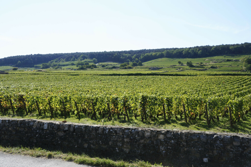 Roteiro de 3 dias de bicicleta na Borgonha: caminho repleto de vinhedos