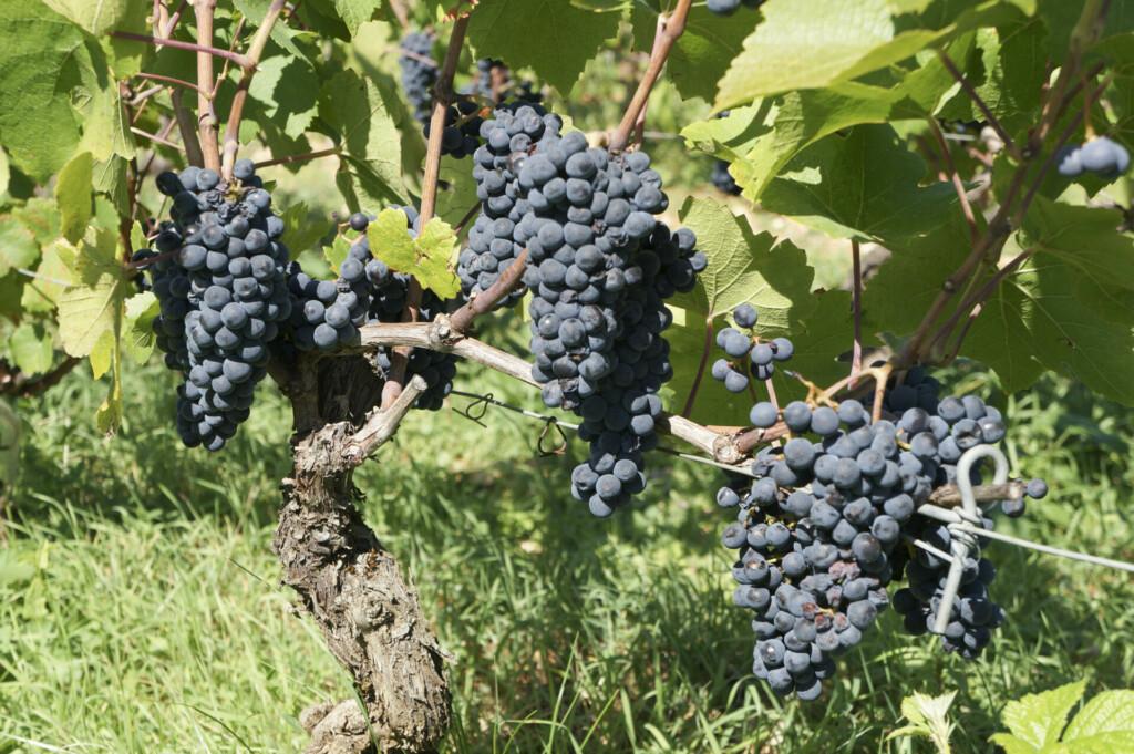 rota dos vinhos grands crus na Borgonha: roteiro de 3 dias de bike com dicas de degustação nas melhores vinícolas. Vinhos mais caros.