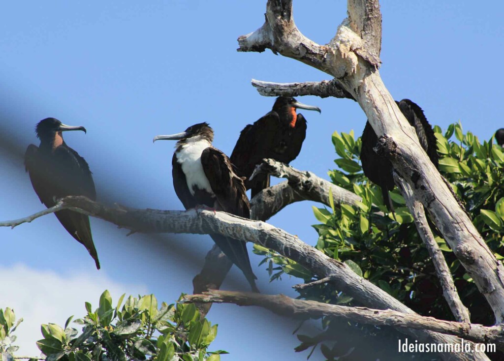 Ilha dos Pássaros na Reserva Sian Ka'an
