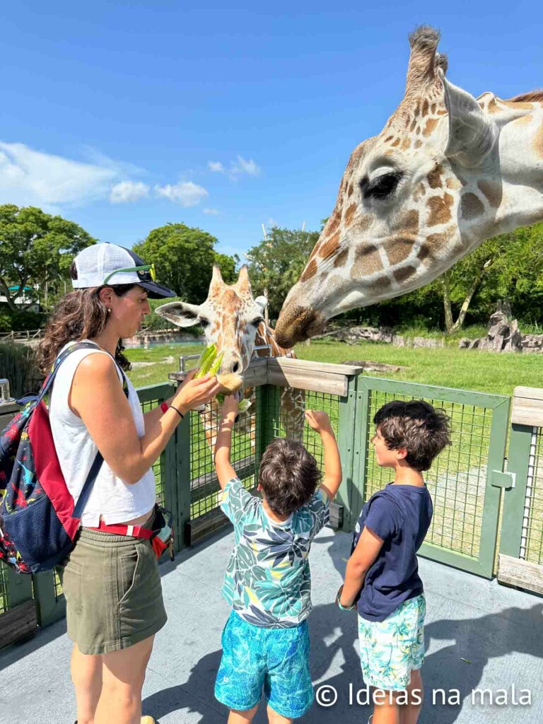 Serengeti Safari no Busch Gardens de Tampa