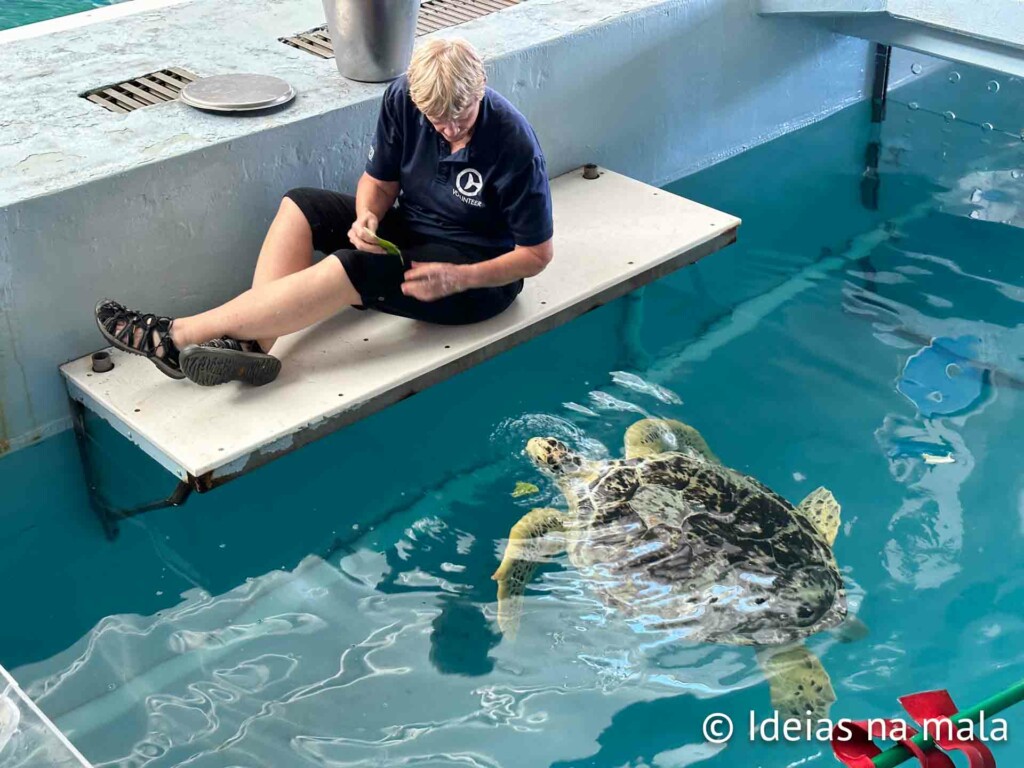 Alimentação das tartarugas no Clearwater Aquarium
