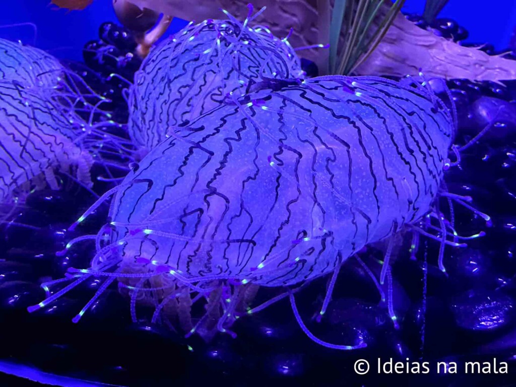 Criatura colorida no Florida Aquarium