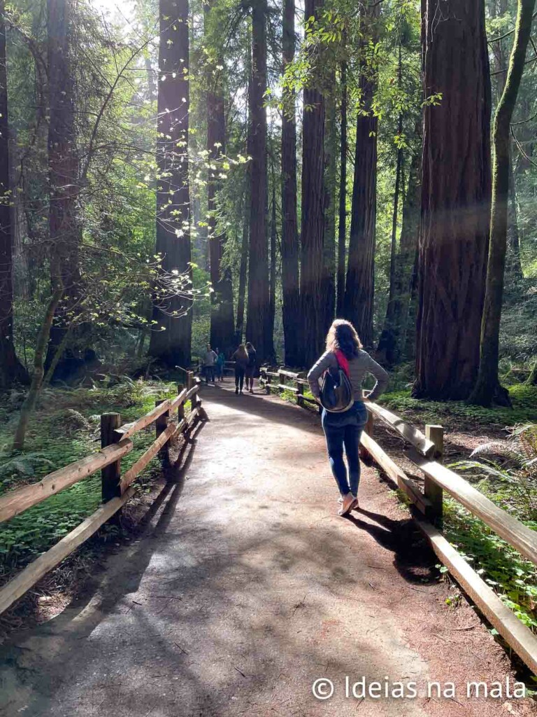Muirwoods, um bosque de Sequoias Redwoods pertinho de San Francisco