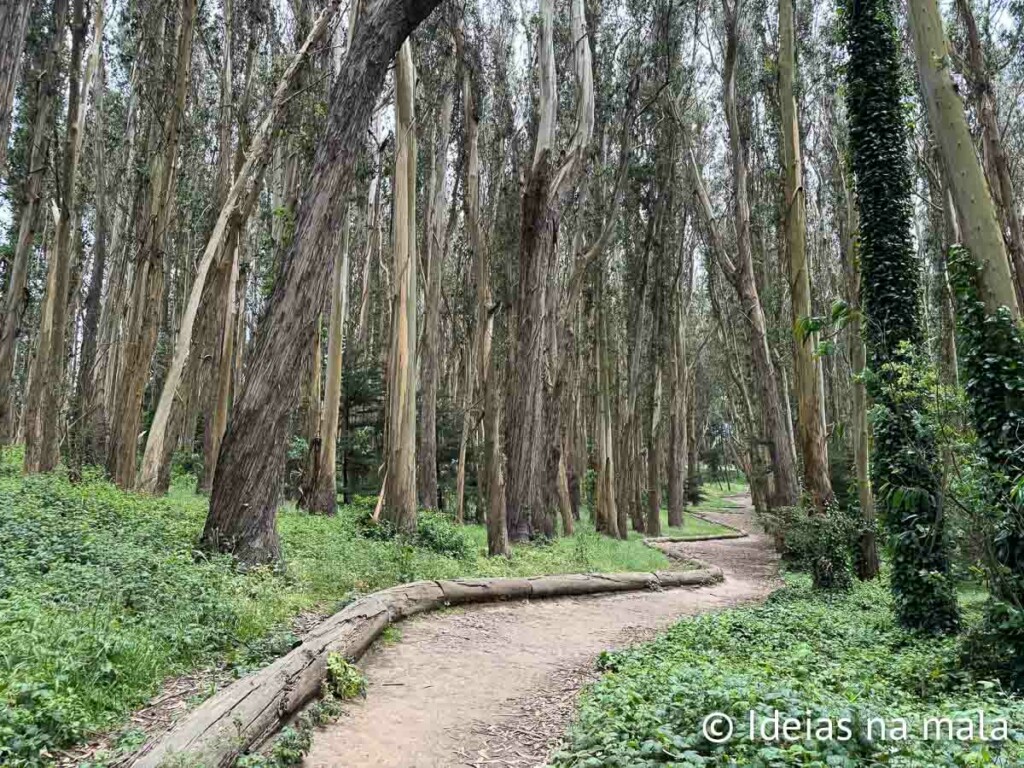 Woodline a instalaçõ de Andy Goldsworthy no Presidio