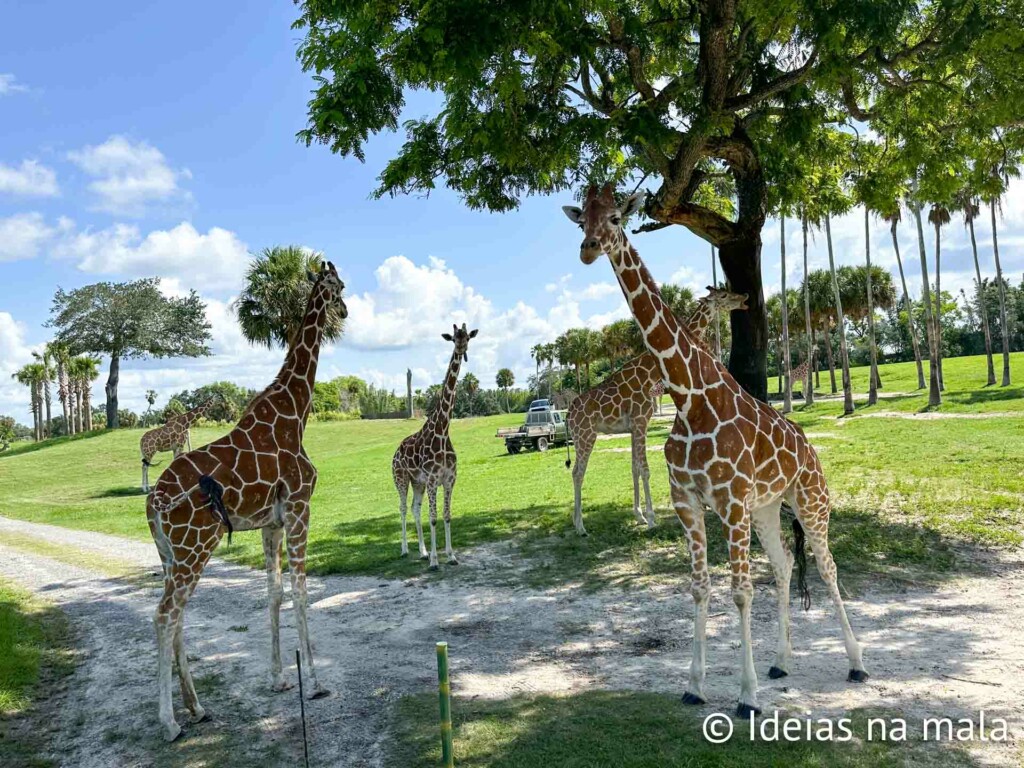 Girafas no Serengeti Safari do Busch Gardens